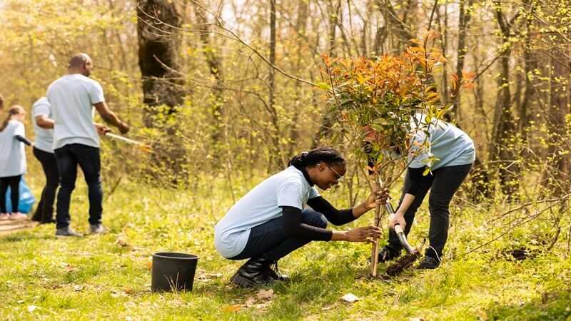 How Local Arborists Improve Tree Health and Safety in Tupelo and North Mississippi