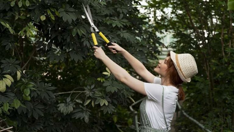 How to Safely Remove Trees in Venice FL: Solutions from My Florida Tree Guys